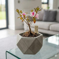 Deciduous Azalea Starter Plant | Flowering Shrub for Cottage Gardens & Landscapes | KISS Rhododendron Scientific Name