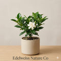 Frost Proof Gardenia Cape Jasmine Starter Plant | Fragrant Evergreen Shrub | Gardenia jasminoides