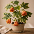 Tiger Eye Abutilon Rooted Starter Plant, Flowering Maple Ornamental Shrub, Tropical Lantern-Shaped Blooms, Live Plant for Patio & Garden