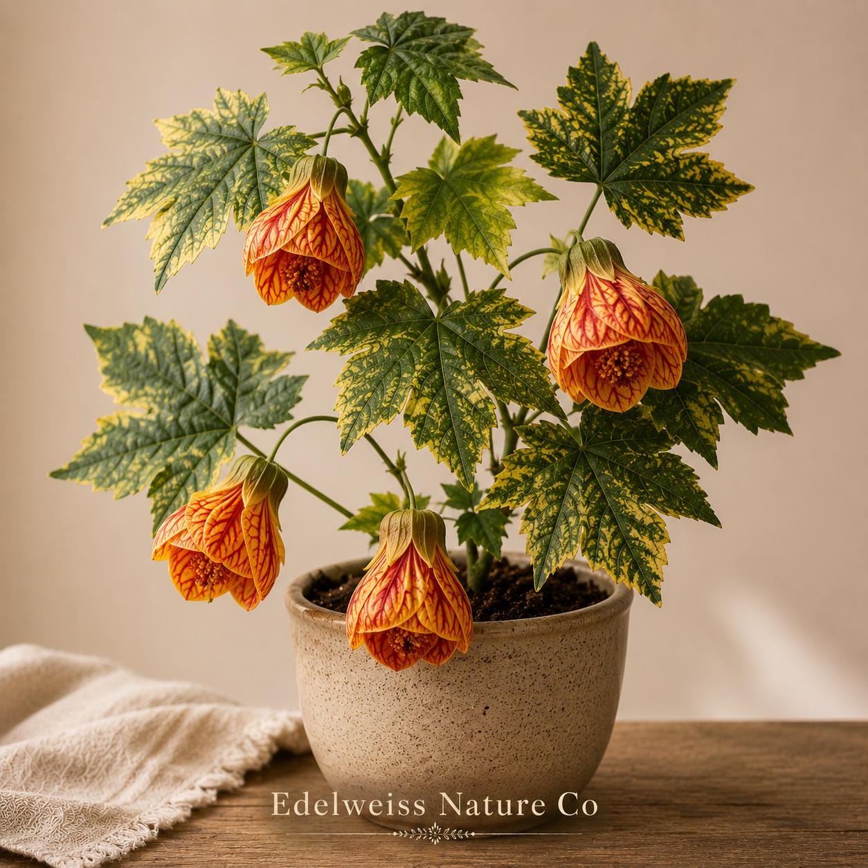 Tiger Eye Abutilon Rooted Starter Plant, Flowering Maple Ornamental Shrub, Tropical Lantern-Shaped Blooms, Live Plant for Patio & Garden