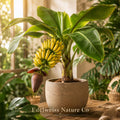 Double Mahoi Dwarf Banana Plant | Live Tropical Edible Fruit Starter | Musa spp.