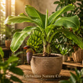 Double Mahoi Dwarf Banana Plants | Live Tropical Edible Fruit Starter Plants | Musa spp.