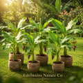 Dwarf Cavendish Banana Plant | Live Edible Tropical Fruit Tree | Musa acuminata | Compact Banana Tree for Containers & Gardens