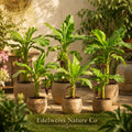 Dwarf Cavendish Banana Trees – Live Tropical Edible Fruit Plants – Musa spp. – Compact, Container-Friendly, Edible Banana Starter Plants