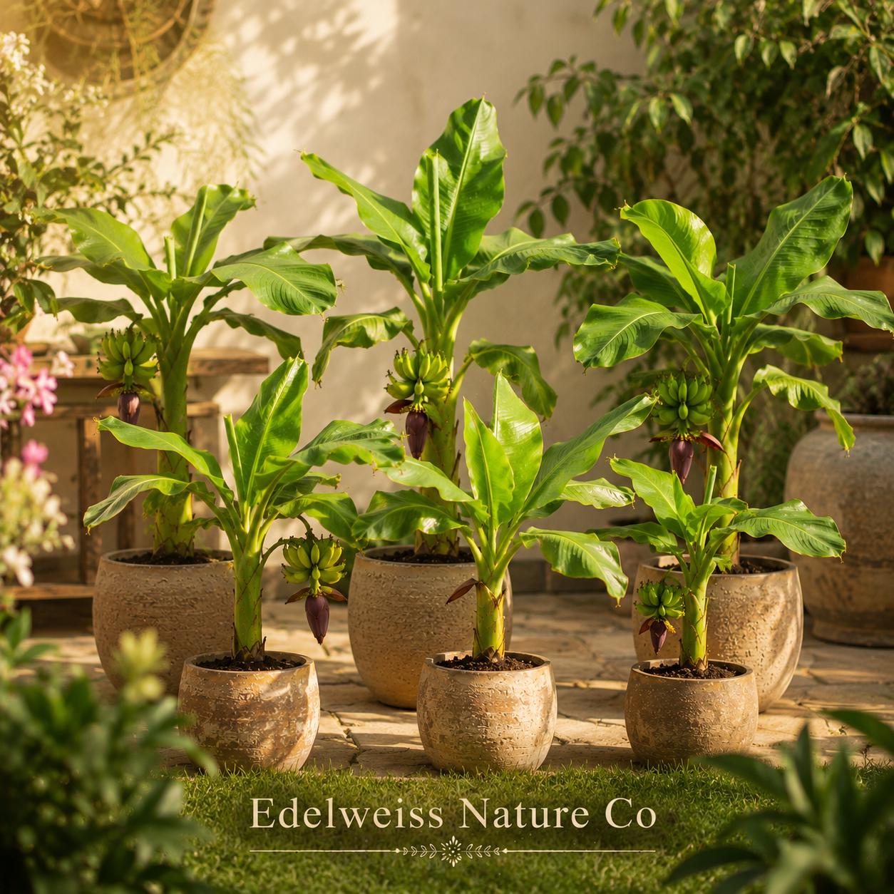 Dwarf Cavendish Banana Trees – Live Tropical Edible Fruit Plants – Musa spp. – Compact, Container-Friendly, Edible Banana Starter Plants