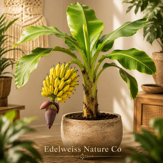 Goldfinger Banana Tree FHIA-01 Live Starter Plant, Tropical Edible Banana, Musa acuminata × balbisiana, Container Friendly