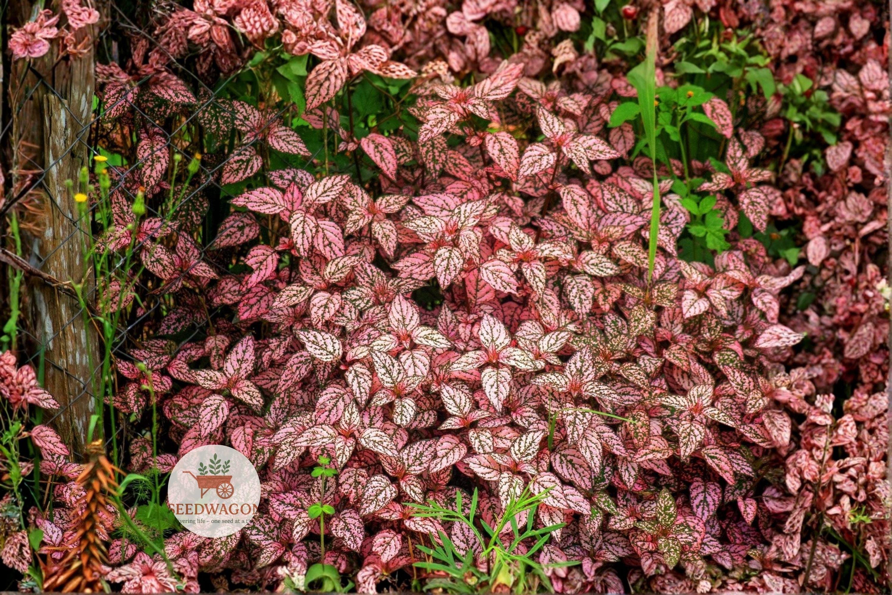 Pink Polka Dot Plant Seeds – Hypoestes phyllostachya Splash Select, Ornamental Foliage, Indoor Houseplant, 10 Seeds