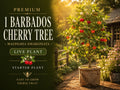 Barbados Cherry Plant | 3-4" Tropical Fruiting Shrub | Malpighia emarginata | Edible Landscape Container Garden