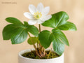 Twinleaf Bare Root Planting Stock – Jeffersonia diphylla Native Woodland Perennial for Shade Gardens