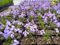 Bird's-Foot Violet Bare Root 10 Viola pedata Native Perennial Wildflower for Rock Gardens & Pollinators