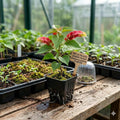 Red & Yellow Shrimp Plant Starter | Beloperone guttata Tropical Flowering Houseplant with Vibrant Red & Yellow Bracts