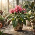 Pink Flamingo Justicia Carnea Starter Plant | Tropical Pink Flowering Shrub for Gardens & Containers