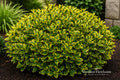 Golden Euonymus Live Plant – Euonymus japonicus 'Aureo-marginatus' – Evergreen Shrub for Hedges, Borders & Landscaping