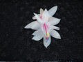 Snow Fire Christmas Cactus Starter Plant | Schlumbergera truncata Holiday Blooming Houseplant