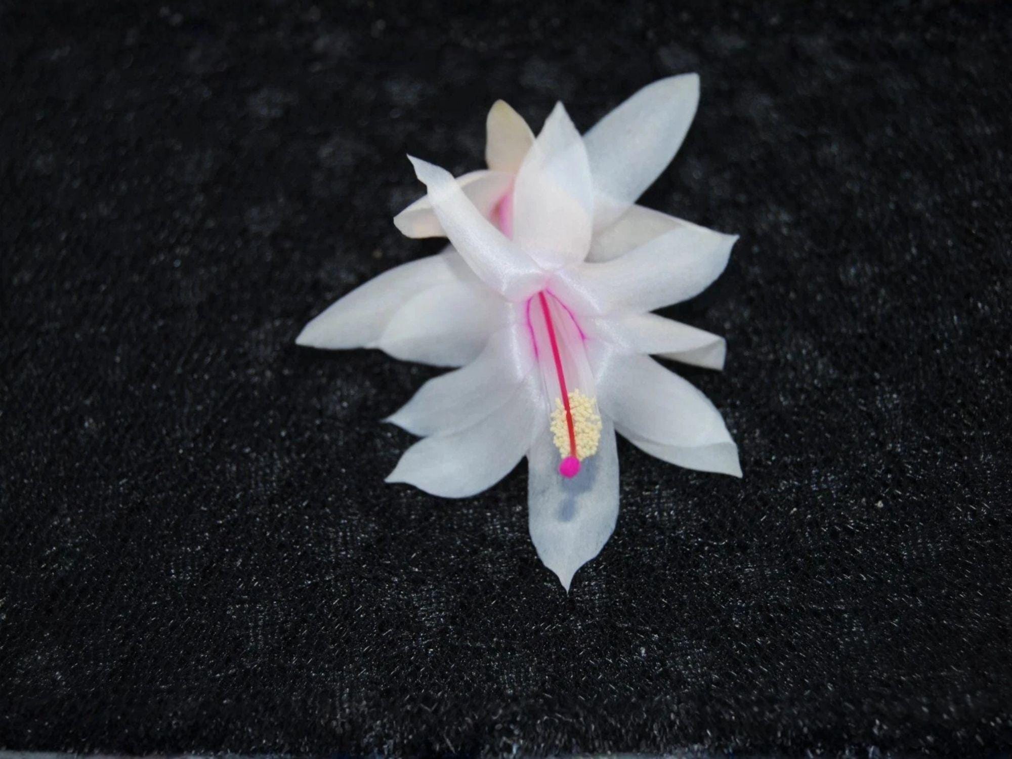 Snow Fire Christmas Cactus Starter Plant | Schlumbergera truncata Holiday Blooming Houseplant