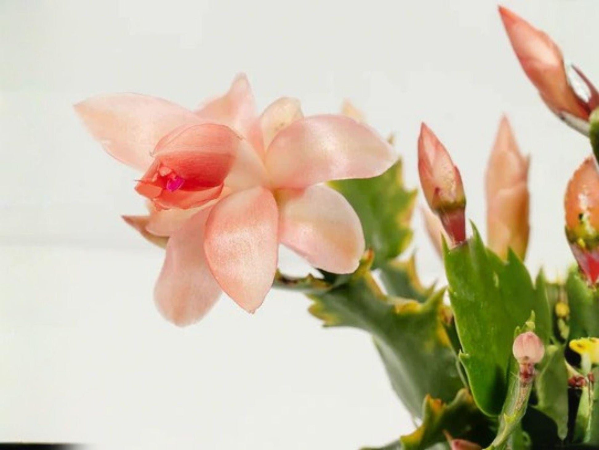 Nutbush City Limits Christmas Cactus Starter Plant | Schlumbergera truncata | Holiday Blooming Houseplant