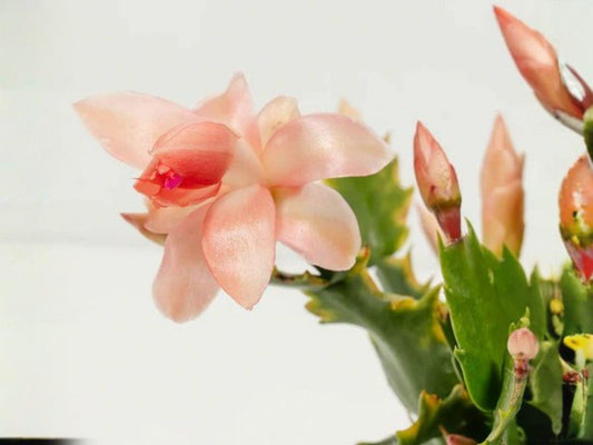 Nutbush City Limits Christmas Cactus Starter Plant | Schlumbergera truncata | Holiday Blooming Houseplant