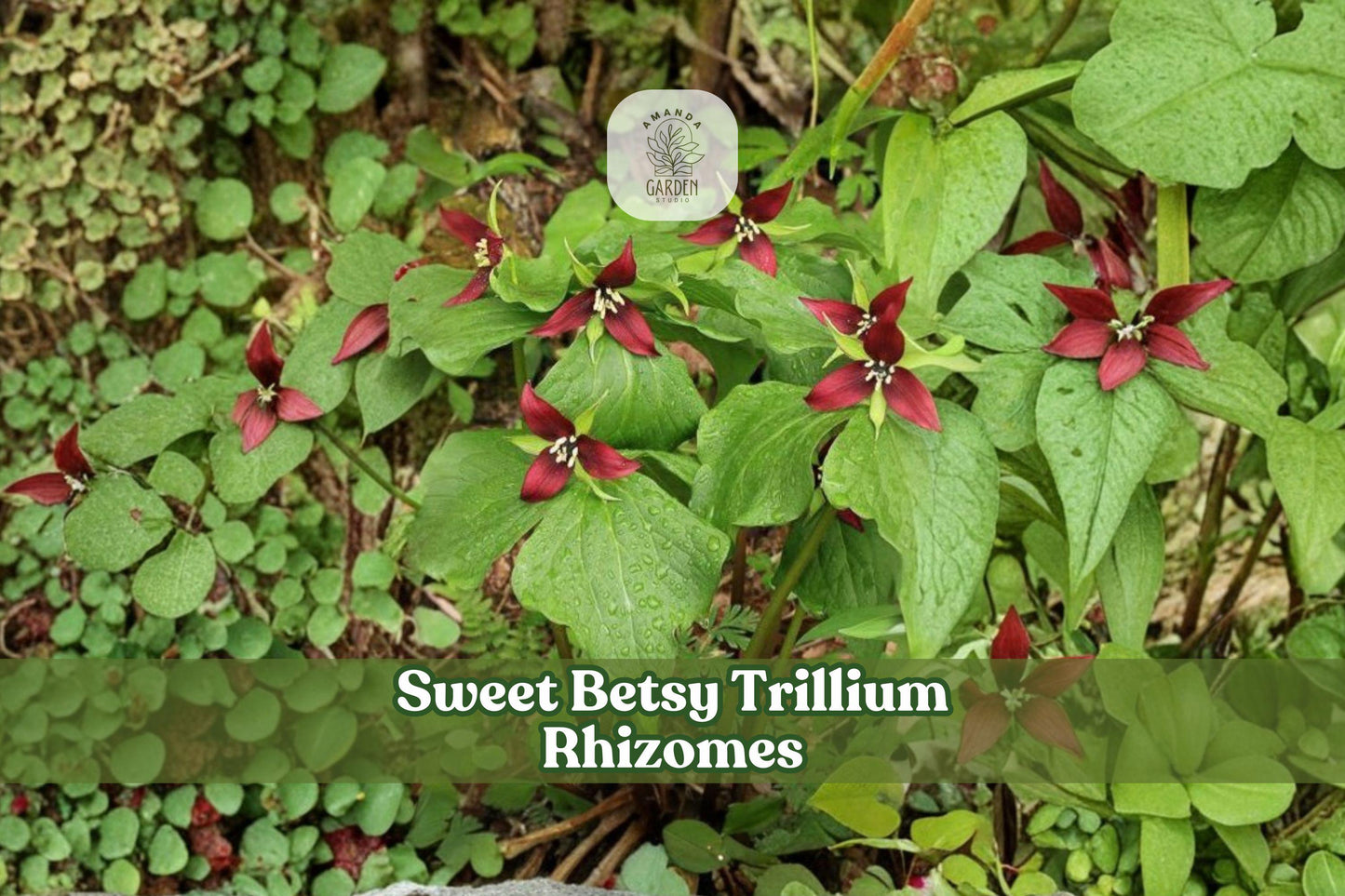Sweet Betsy Trillium Rhizomes – 5 Bare Root Bulbs, Woodland Perennial, Trillium cuneatum, Spring Burgundy Flowers