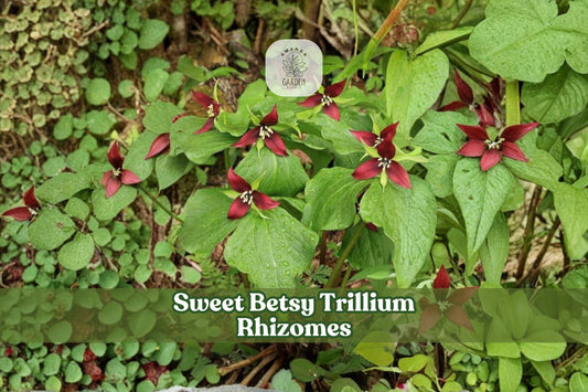 Sweet Betsy Trillium Rhizomes – 5 Bare Root Bulbs, Woodland Perennial, Trillium cuneatum, Spring Burgundy Flowers