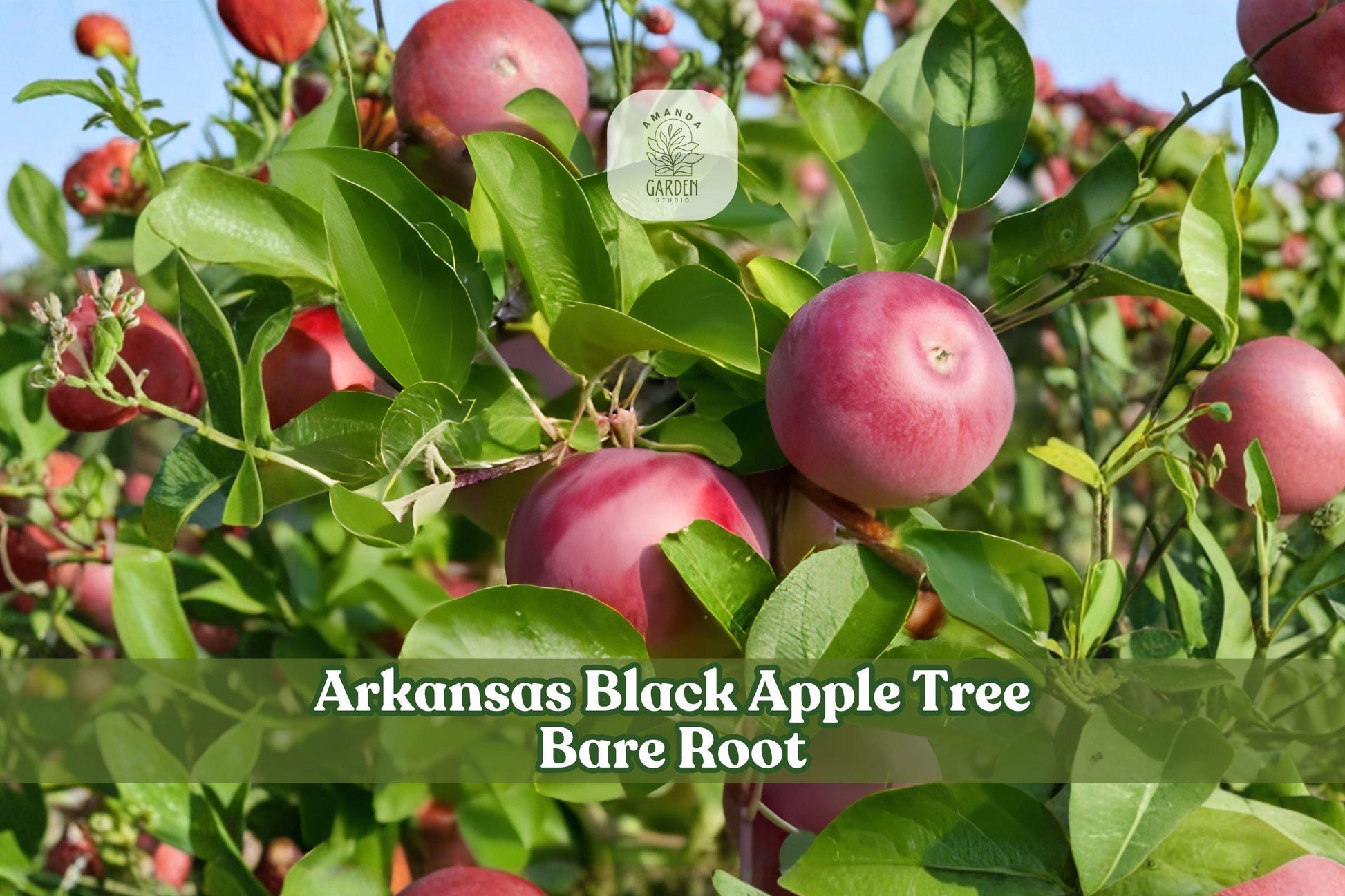 Arkansas Black Apple Tree Bare Root Grafted Malus domestica - 12–18 Inch Heirloom Fruit Tree for Home Orchard
