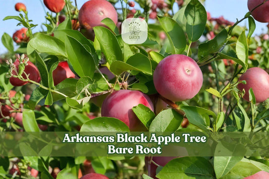 Arkansas Black Apple Tree Bare Root Grafted Malus domestica - 12–18 Inch Heirloom Fruit Tree for Home Orchard