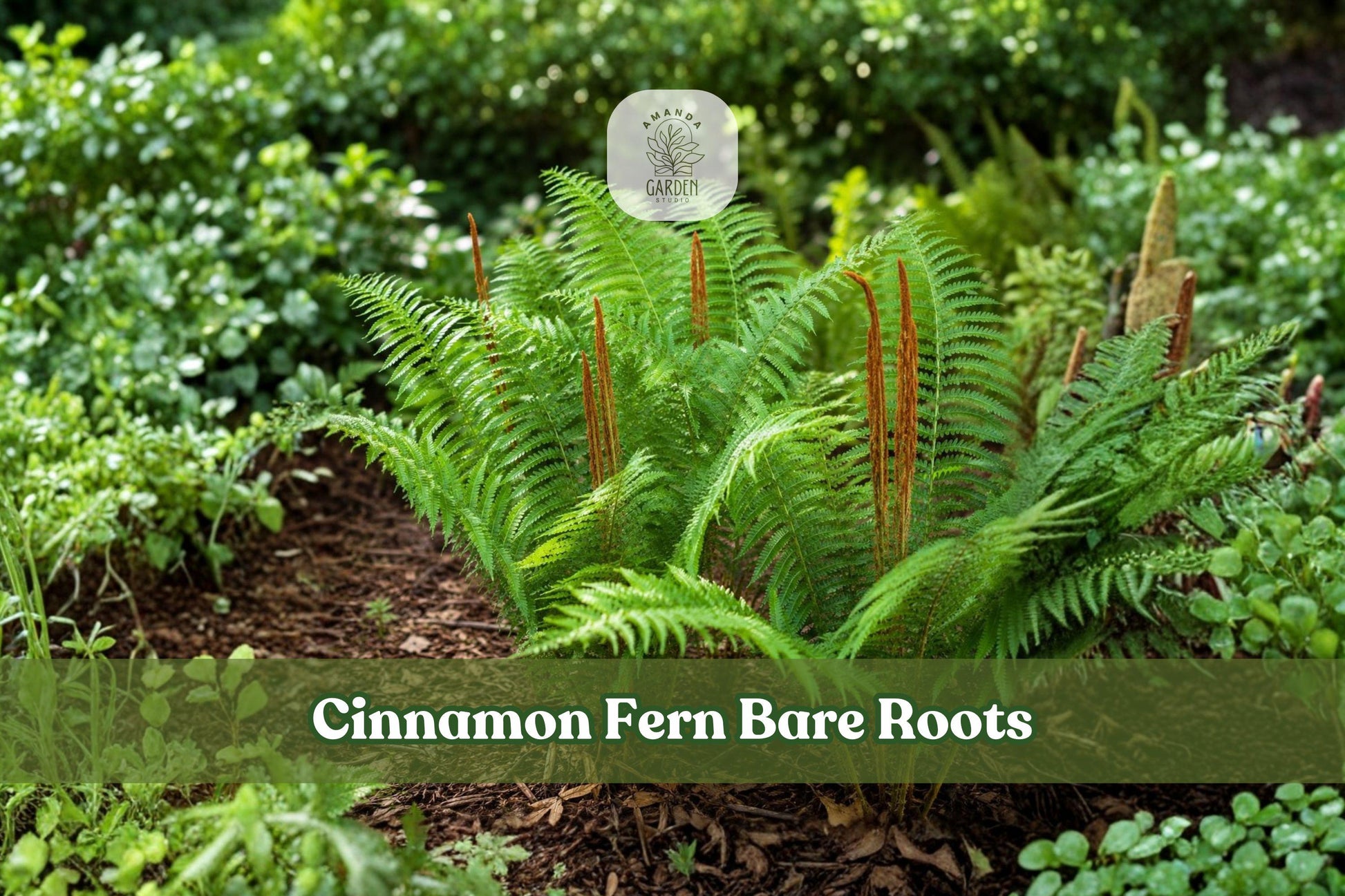 3 Cinnamon Fern Bare Roots | Osmunda cinnamomea Live Fern Plants for Shade Gardens & Native Landscapes