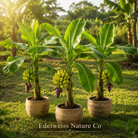 Lakatan Banana Starter Plants | Musa acuminata | Tropical Edible Fruit Trees | Live 3 Plant Set