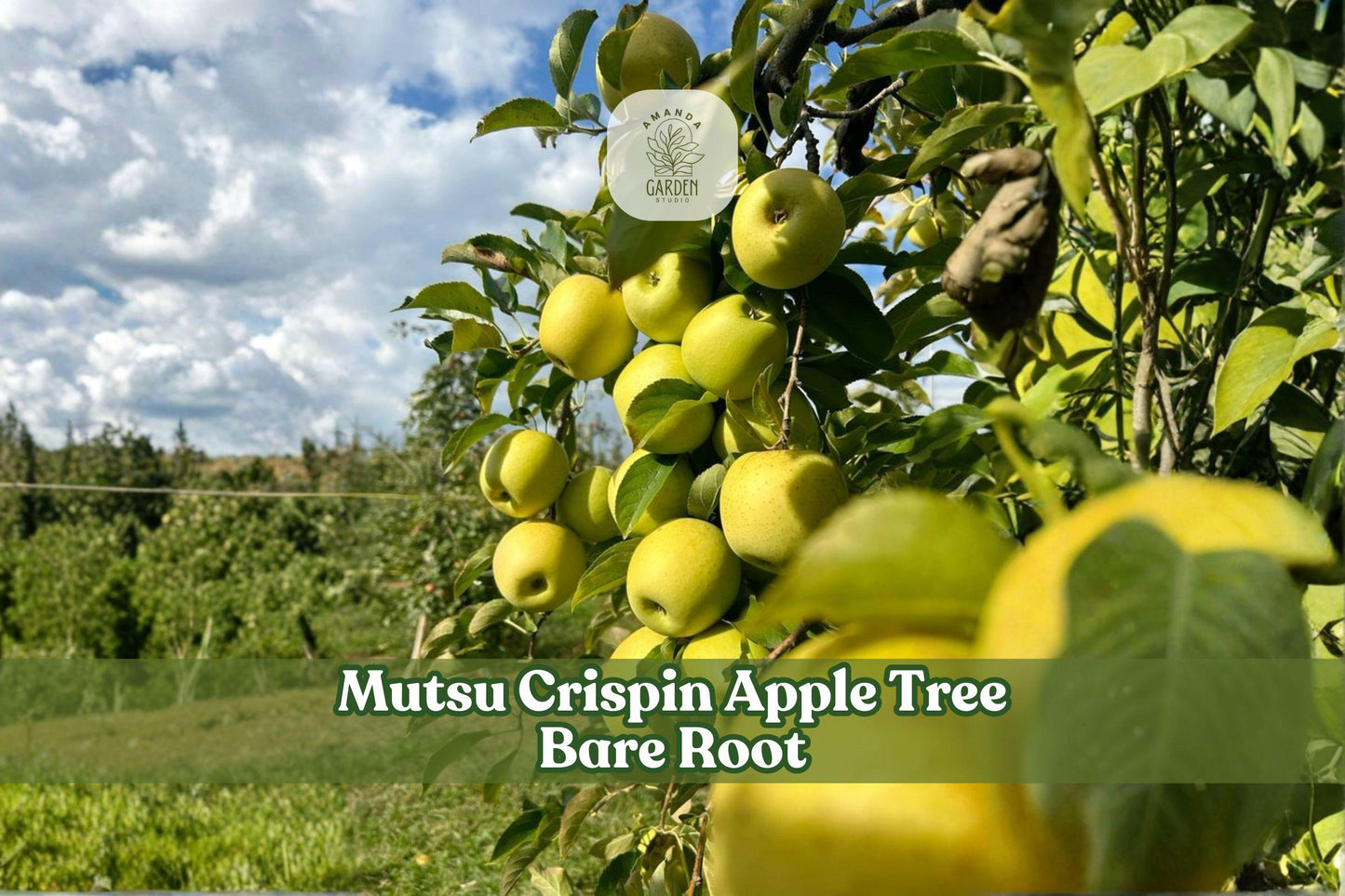 Grafted Mutsu (Crispin) Apple Tree - Bare Root 12-18 Inch Deciduous Fruit Tree for Home Orchards