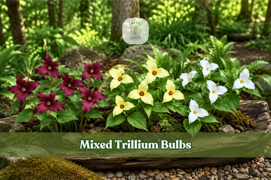 Mixed Trillium Bulbs | Native Woodland Perennial for Shade Gardens | Trillium erectum Flowers