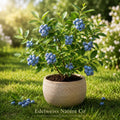 Snowchaser Blueberry Starter Plant | Vaccinium corymbosum | Edible Berry Bush for Garden & Containers