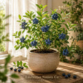 Sunshine Blue Blueberry Starter Plant | Vaccinium corymbosum Edible Berry Bush for Containers & Garden