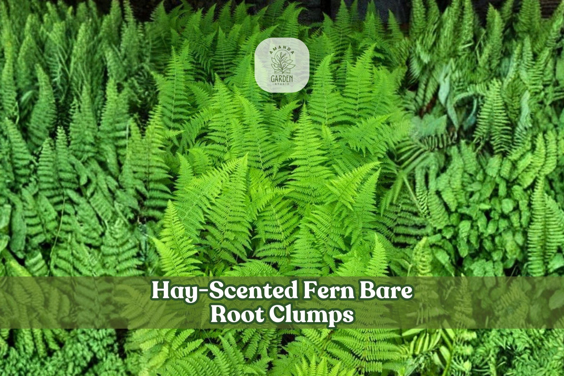 Hay-Scented Fern Bare Root Clumps | Dennstaedtia punctilobula | Woodland Shade Garden Plants, Native Ferns, Deciduous, Clumping