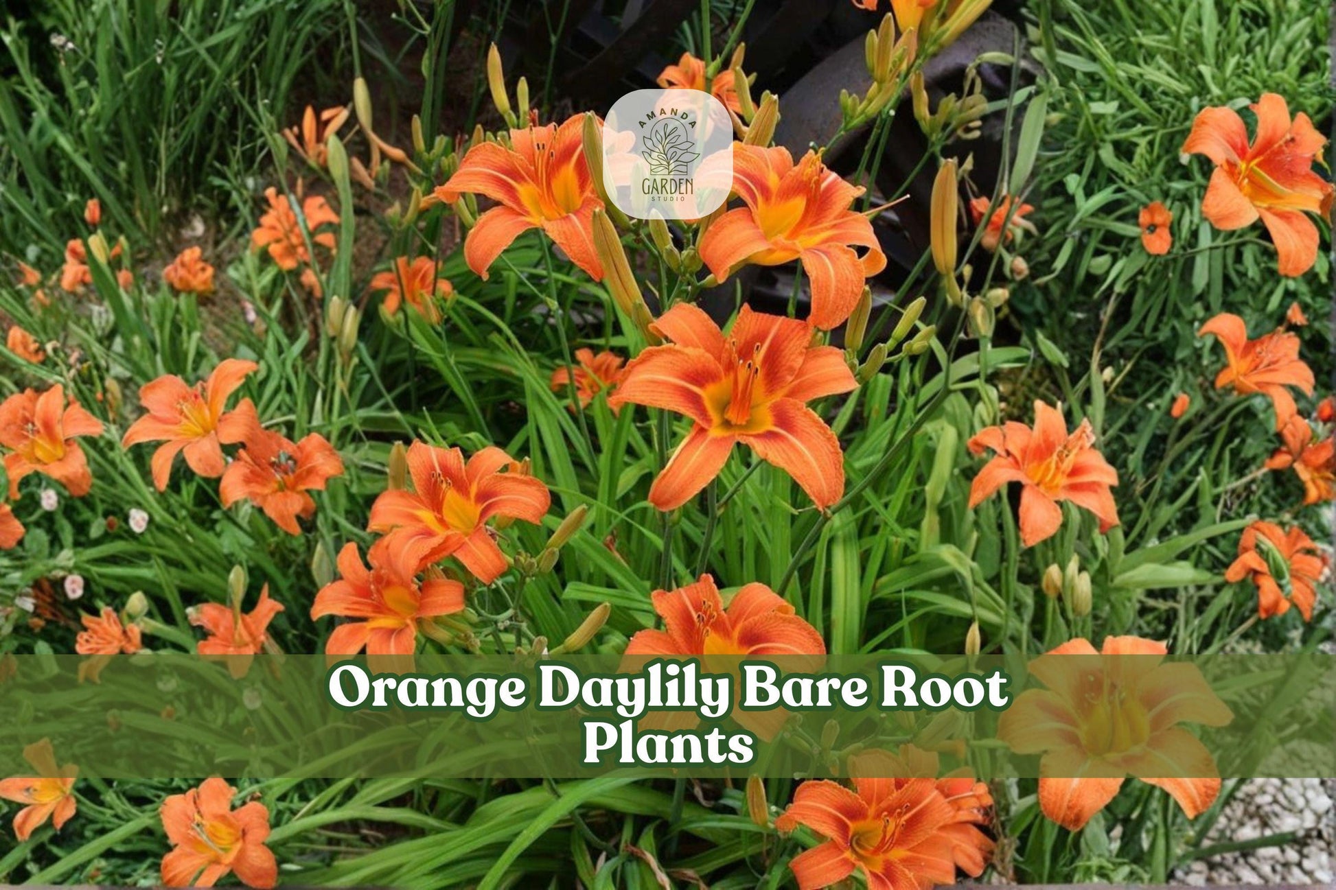 3 Orange Daylily Bare Root Plants – Perennial Flower for Borders, Garden, Landscape, Hemerocallis spp.