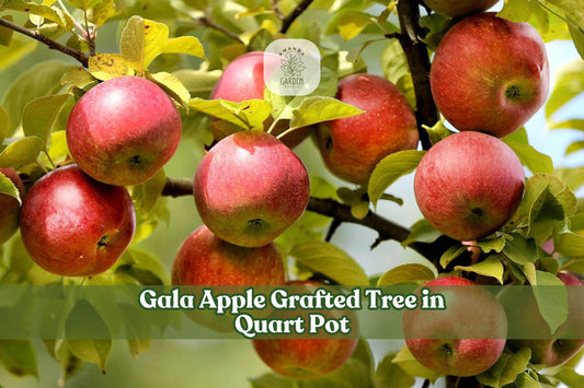 Gala Apple Grafted Tree in Quart Pot | Malus domestica | Live Fruit Tree for Garden & Orchard