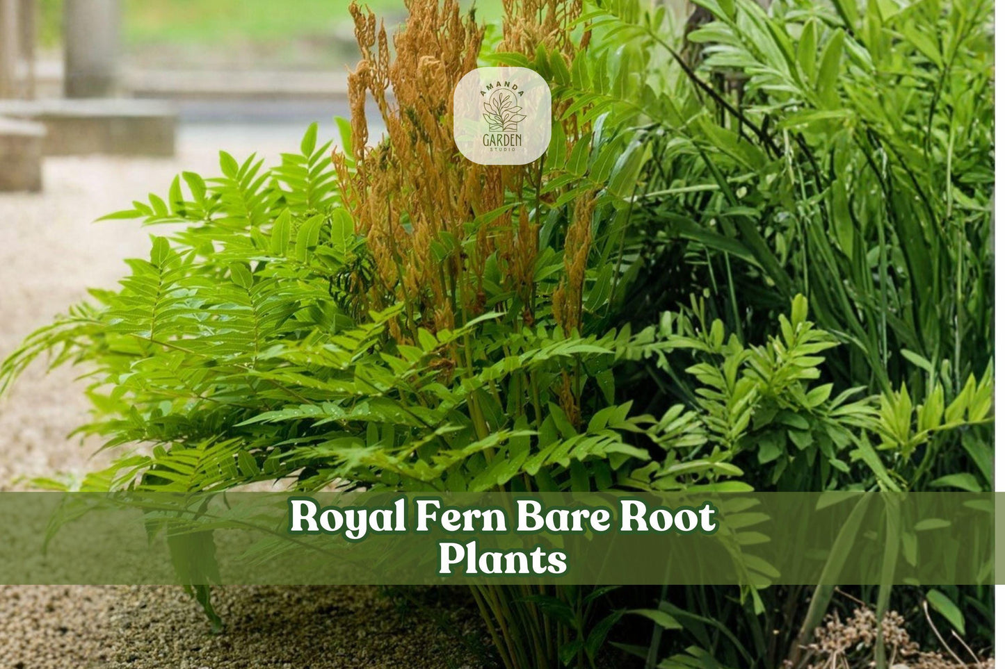 3 Royal Fern Bare Root Plants | Osmunda regalis Fern Roots for Shade & Woodland Gardens