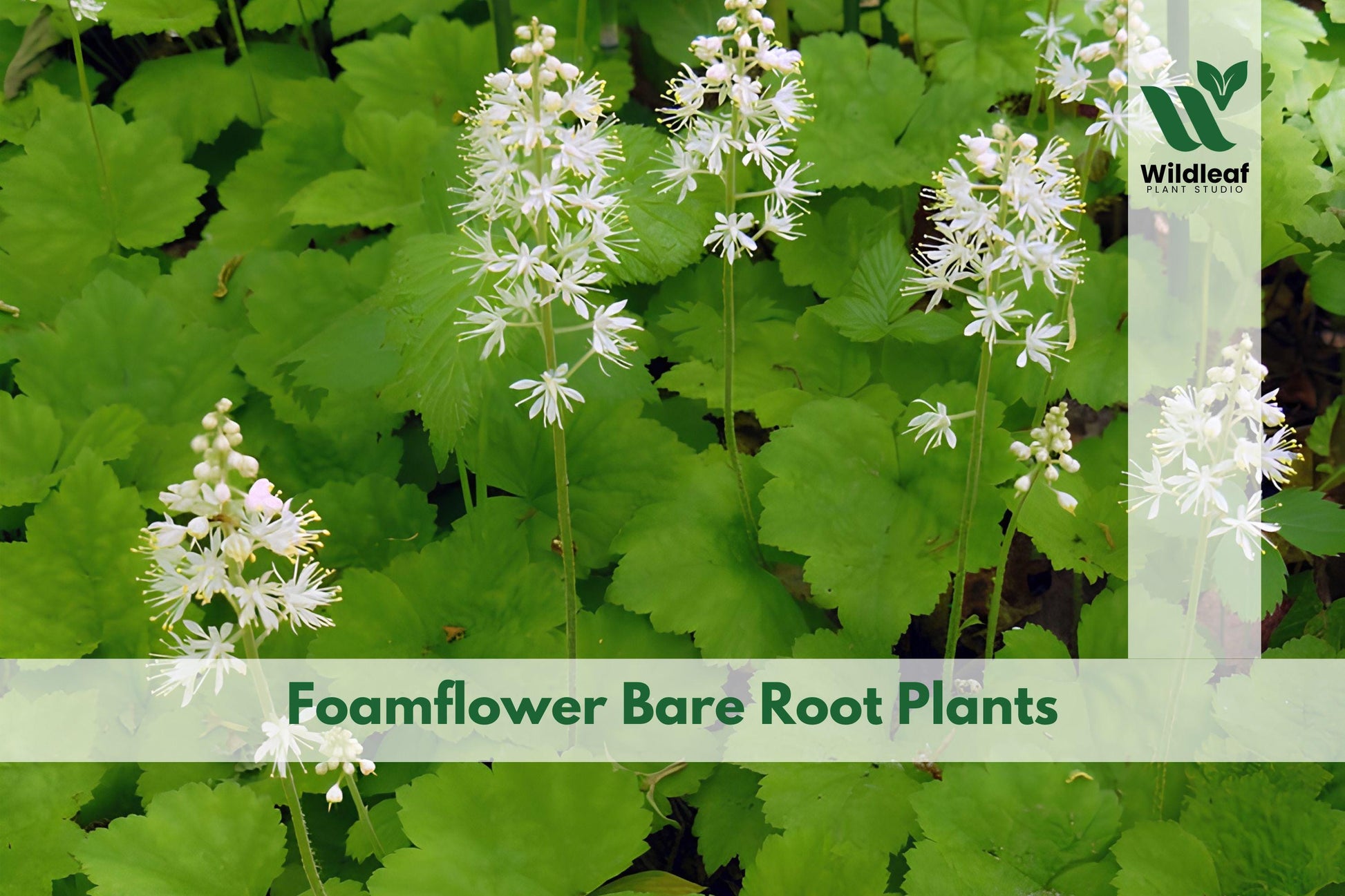 Foamflower Bare Root Plants | Tiarella cordifolia | Native Woodland Perennial for Shade Gardens (3 Pack)