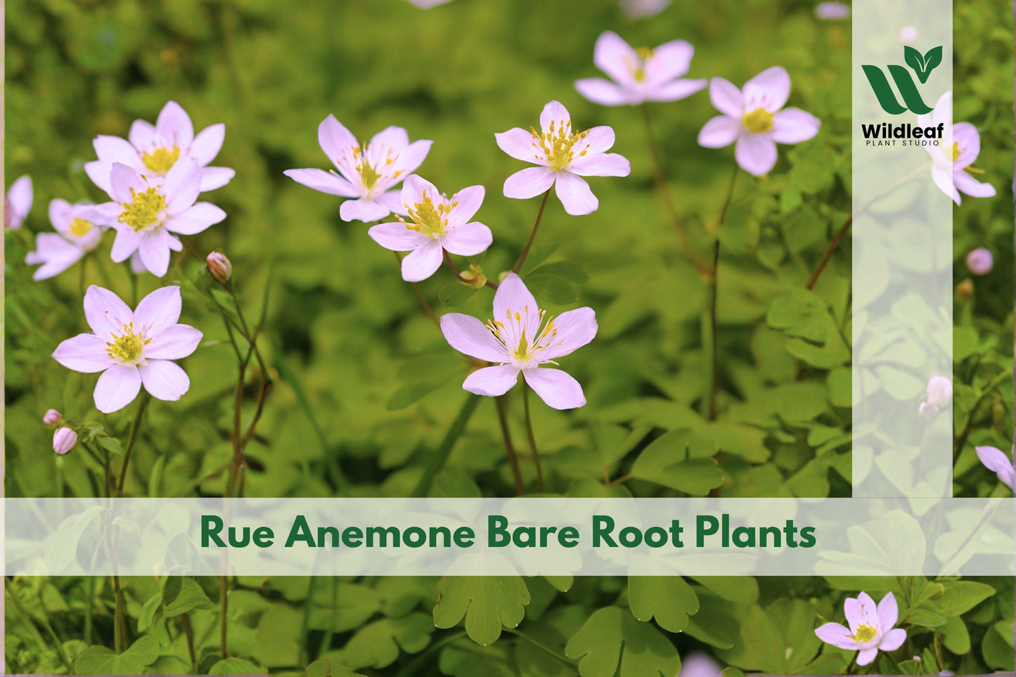 3 Rue Anemone Bare Root Plants | Woodland Wildflower Perennial | Anemonella thalictroides for Shade Gardens
