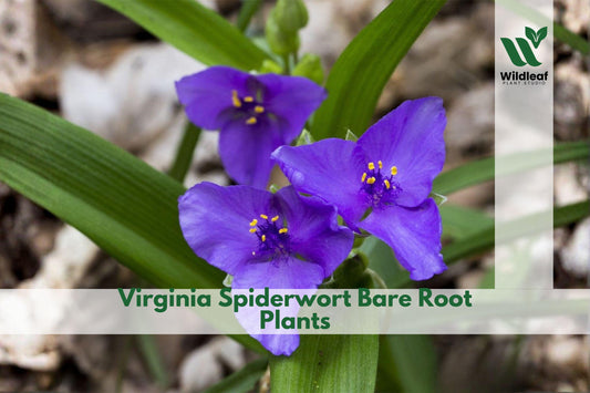 Virginia Spiderwort Bare Root Plants | Native Perennial | Blue Purple Flowers | Tradescantia virginiana