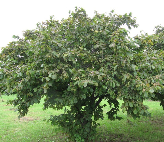 1 American Hazelnut Tree Seedling (Corylus americana) – 1 Year Old Nut Tree | Native Shrub | Edible Nuts | Wildlife Food Source
