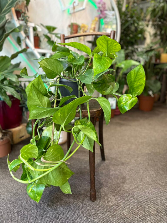 Golden Pothos Rooted Cutting – Live Indoor Houseplant with Variegated Yellow-Green Leaves | Epipremnum Aureum