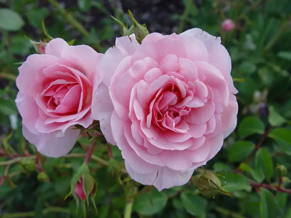 Super Rare Bonica Rose Cuttings – Rosa ‘Bonica 82’ Pink Floribunda Unrooted Grafting or Rooting