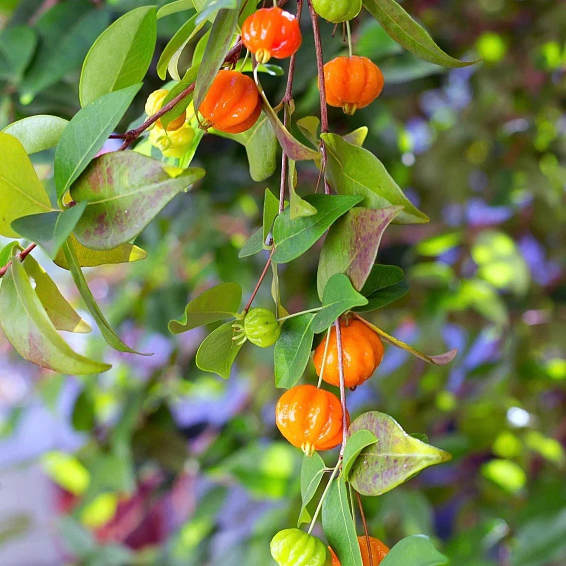 Surinam Cherry Plant Bare Root Starter Eugenia uniflora Tropical Fruit Tree Edible Hedge Pitanga