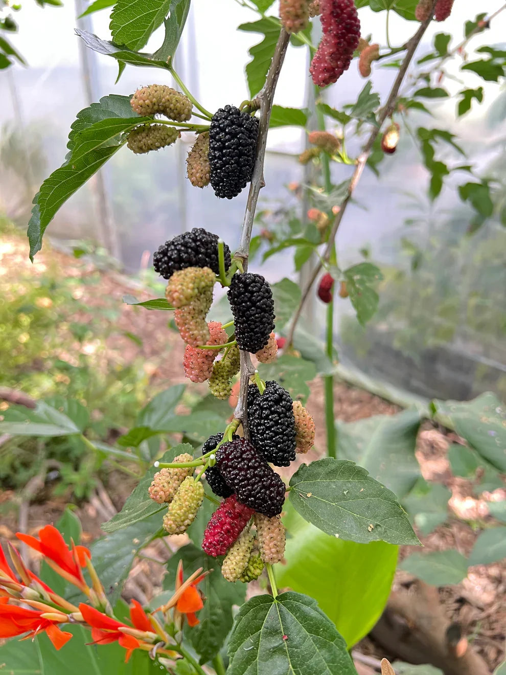 Black Mulberry Tree Cuttings – Morus nigra 'Shangri-La' – 10 Fresh Rooting and Grafting Propagation Clippings