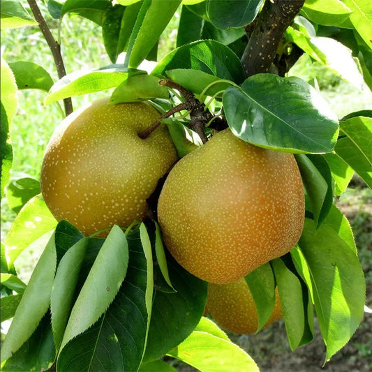 1 Shinseiki Asian Pear Tree – 2ft Tall Bare Root – Crisp, Juicy Fruit, Low Chill, Self-Pollinating, Ready to Plant, Pyrus pyrifolia