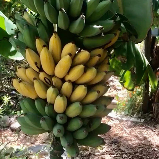 Goldfinger Dwarf Banana Plant – Live Edible Fruit Tree – Cold & Disease Resistant – Patio or Garden Tropical Plant – FHIA-01