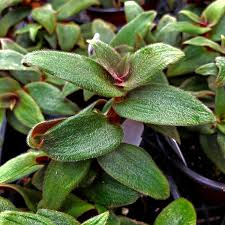 Cyanotis Kewensis Cuttings, 4 Unrooted Fuzzy Trailing Succulent, Velvet Leaves, Green-Red Foliage, Teddy Bear Vine