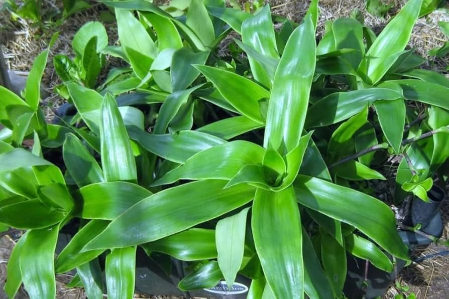 2 Unrooted Callisia Fragrans Plants - Home Ginseng - Easy Care Indoor Houseplant with Variegated Foliage - Air-Purifying