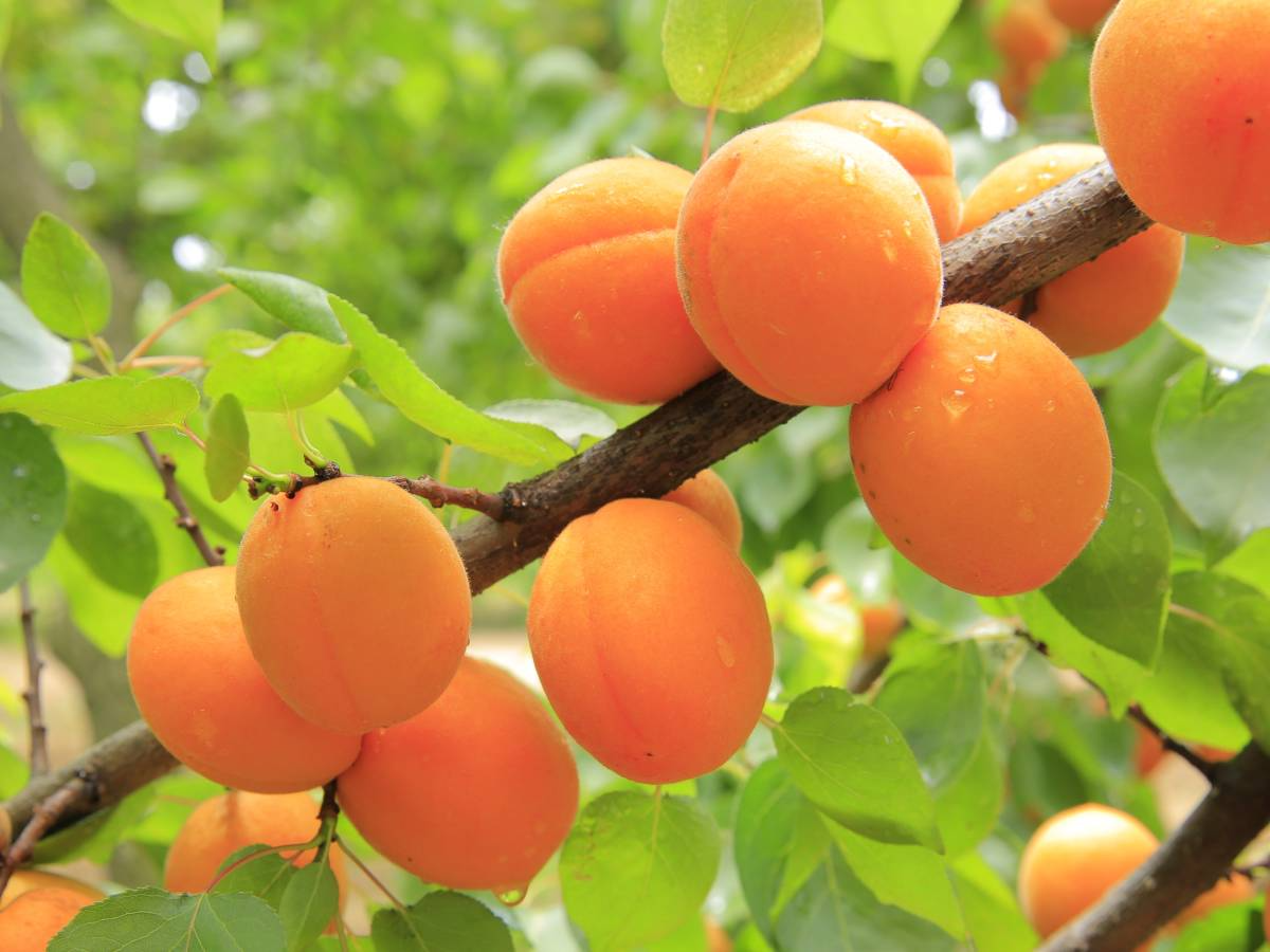 6 Unrooted Manchurian Apricot Cuttings - Organic Hardwood Scion Wood for Grafting (Prunus armeniaca) - Ideal for Tree Propagation