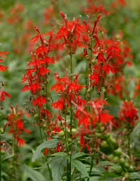 600 Red Wildflower Seeds - Tall Lobelia Cardinal Flower - Lobelia cardinalis - Hardy Perennial for Pollinator Gardens