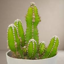 Acanthocereus Tetragonus Cutting, 6+ Inches, White Triangle Cactus, Pitaya Plant Cutting